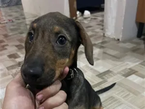 Cachorro raça SRD-ViraLata idade 2 a 6 meses nome Thor