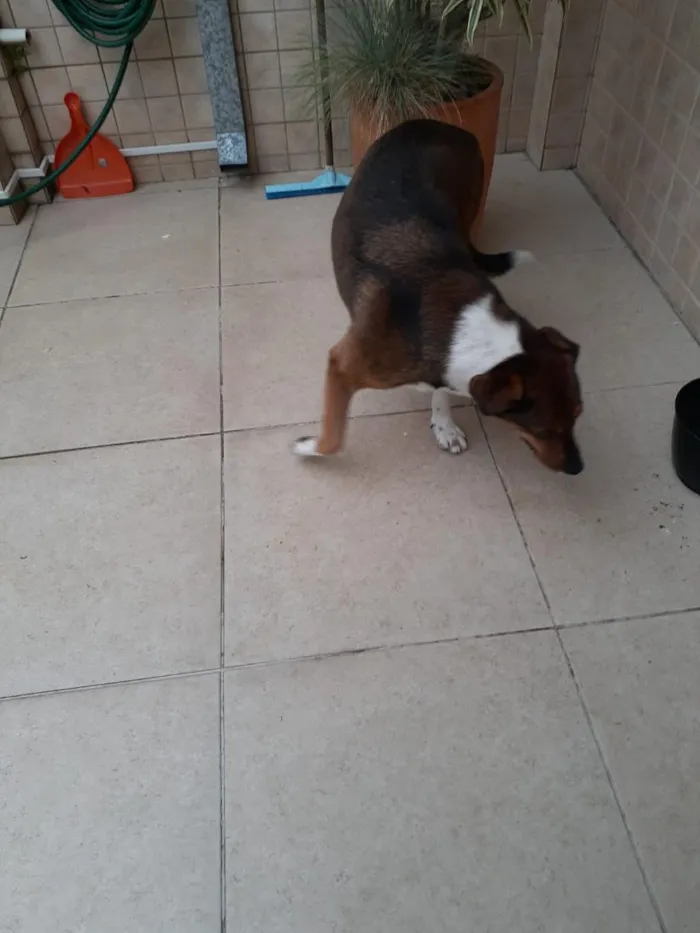 Cachorro raça SRD-ViraLata idade 4 anos nome NI A