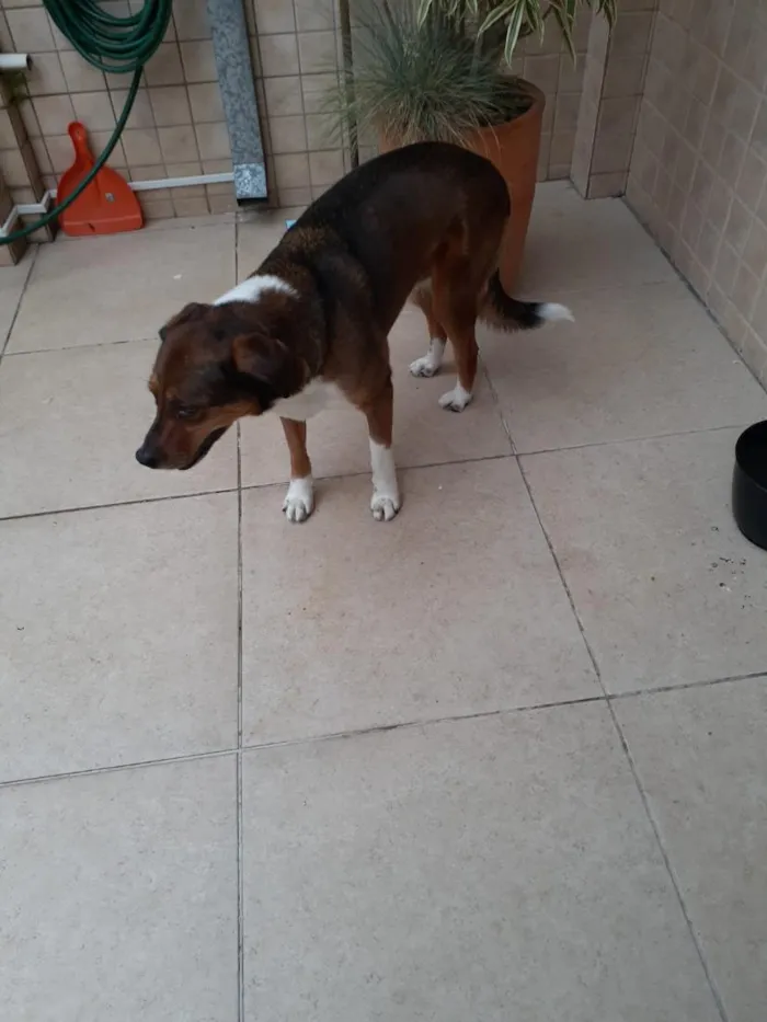 Cachorro raça SRD-ViraLata idade 4 anos nome NI A