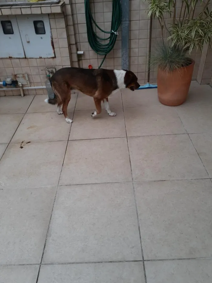 Cachorro raça SRD-ViraLata idade 4 anos nome NI A