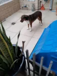 NI A