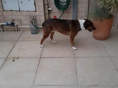 Cachorro raça SRD-ViraLata idade 4 anos nome NI A