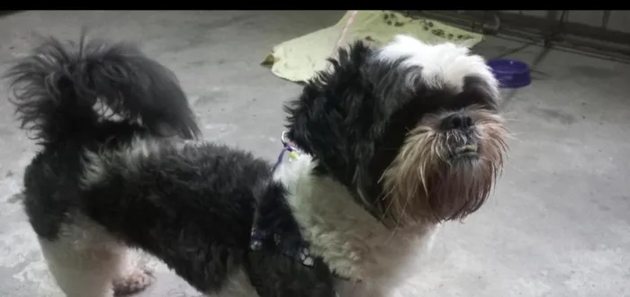 Cachorro raça Shitzu idade 3 anos nome não sei 