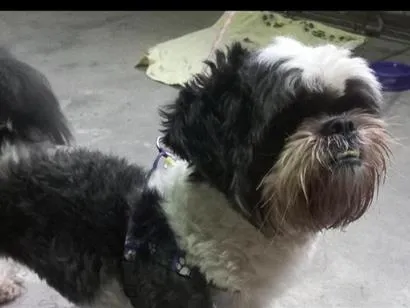 Cachorro raça Shitzu idade 3 anos nome não sei 