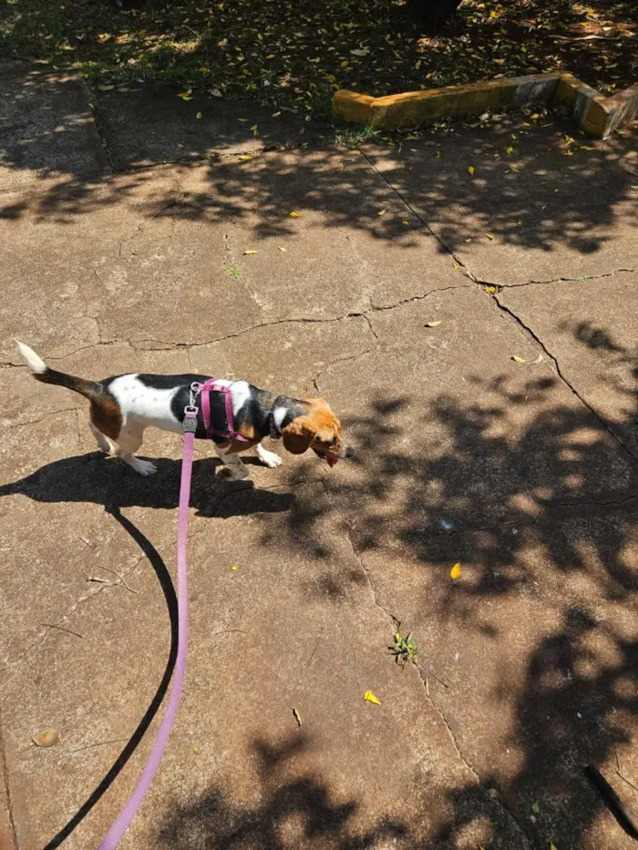 Cachorro raça Beagle idade 2 anos nome Amora