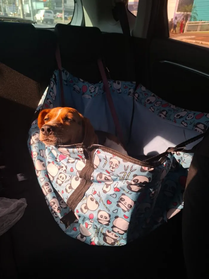 Cachorro raça Beagle idade 2 anos nome Amora