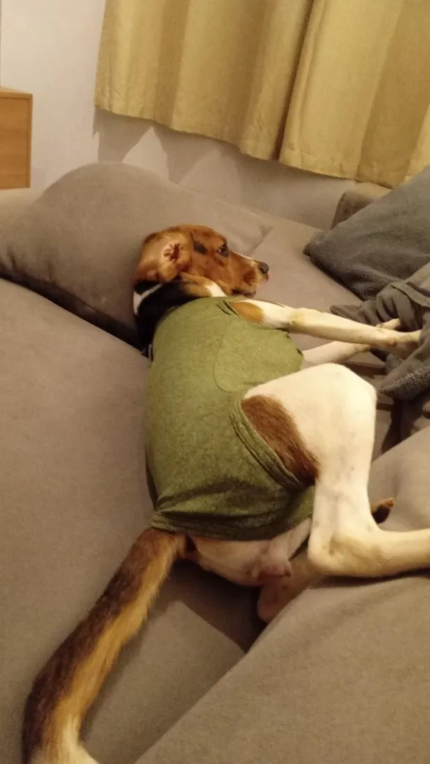 Cachorro raça Beagle idade 2 anos nome Amora
