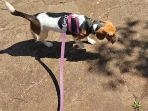 Cachorro raça Beagle idade 2 anos nome Amora