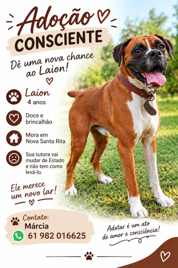 Cachorro raça Boxer idade 4 anos nome Laion