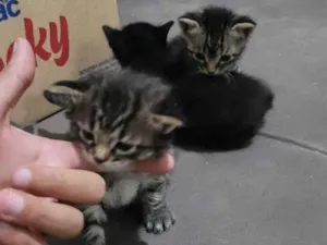 Gato raça SRD-ViraLata idade Abaixo de 2 meses nome não possui
