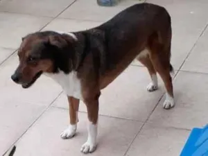 Cachorro raça SRD-ViraLata idade 4 anos nome NI A