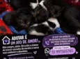 Nina e 4 filhotes machos