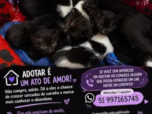 Gato raça SRD-ViraLata idade 2 anos nome Nina e 4 filhotes machos
