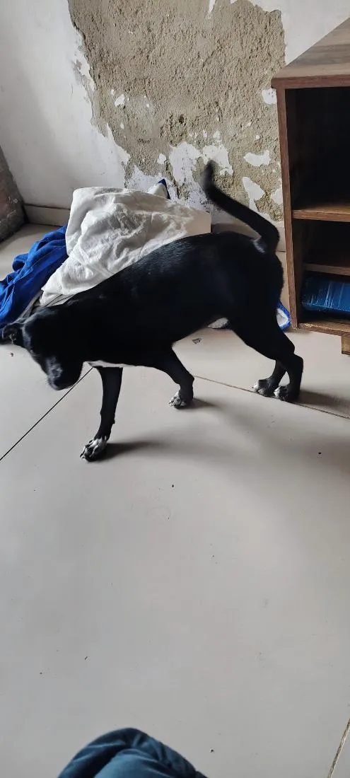 Cachorro raça SRD-ViraLata idade 2 a 6 meses nome neguinha
