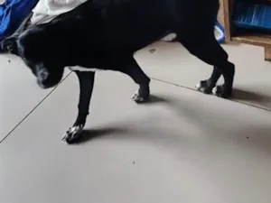 Cachorro raça SRD-ViraLata idade 2 a 6 meses nome neguinha