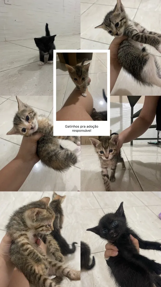 Gato raça SRD-ViraLata idade Abaixo de 2 meses nome Gatos