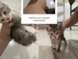 Gatos