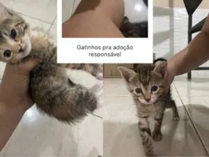 Gato raça SRD-ViraLata idade Abaixo de 2 meses nome Gatos