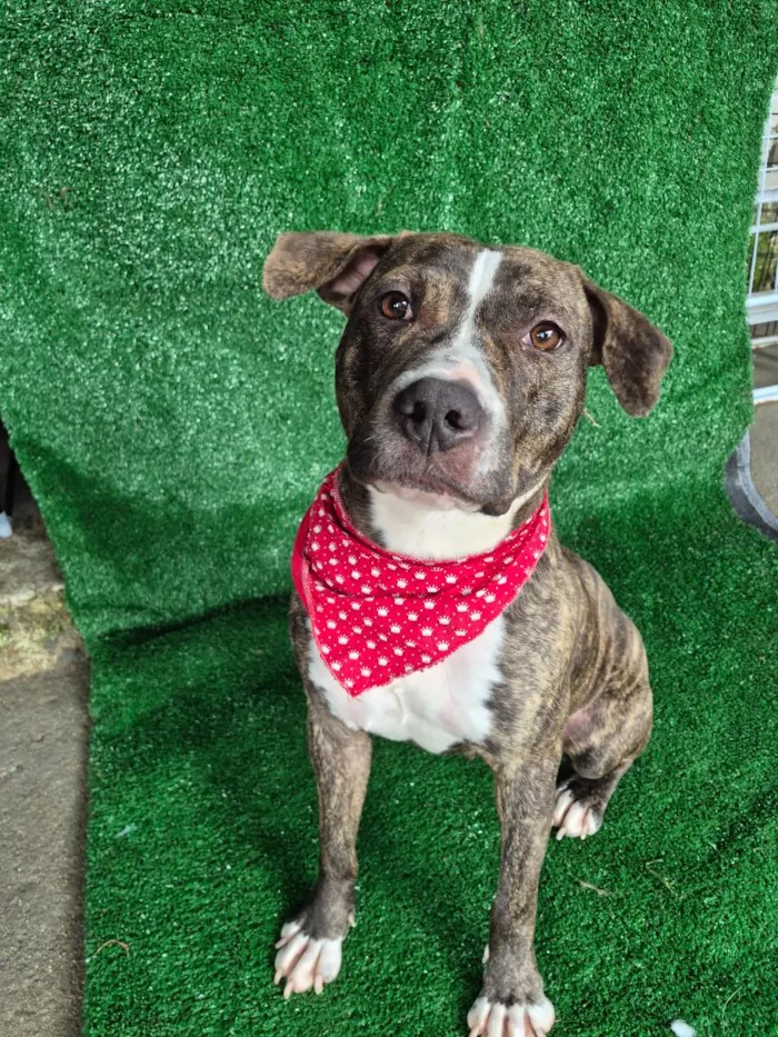 Cachorro raça Pit-Bull idade 2 anos nome Pandora