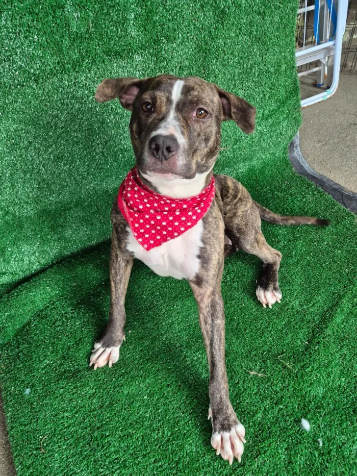 Cachorro raça Pit-Bull idade 2 anos nome Pandora