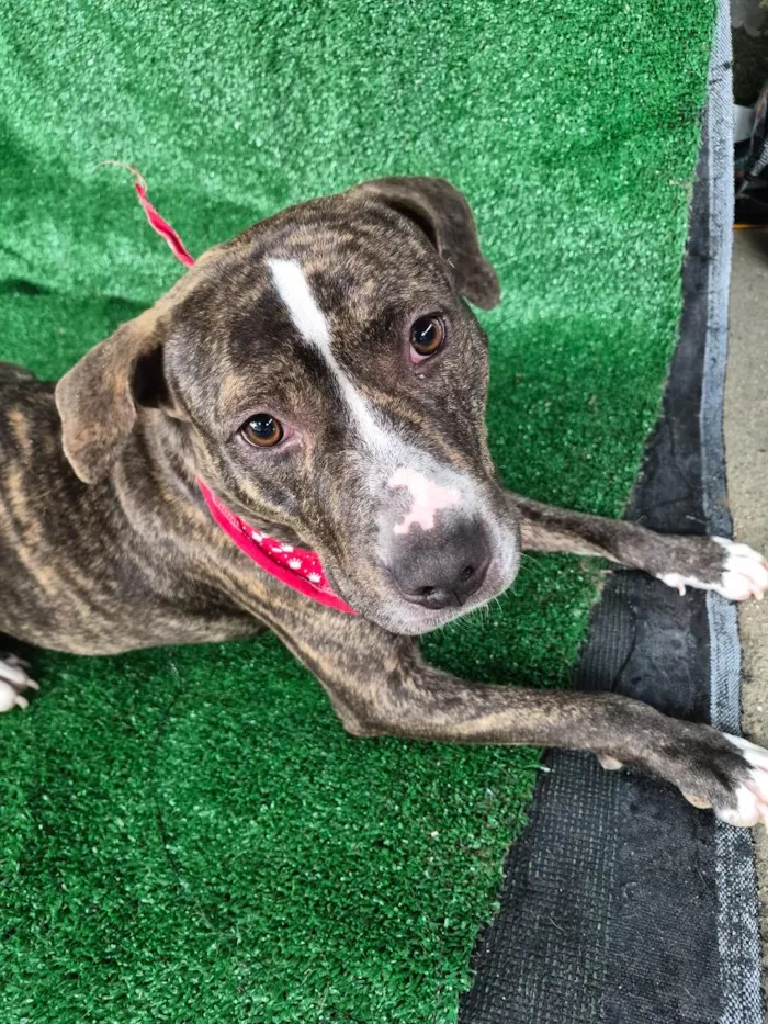 Cachorro raça Pit-Bull idade 2 anos nome Pandora