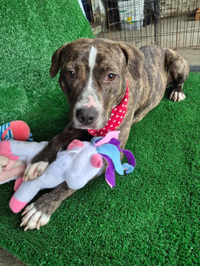 Cachorro raça Pit-Bull idade 2 anos nome Pandora