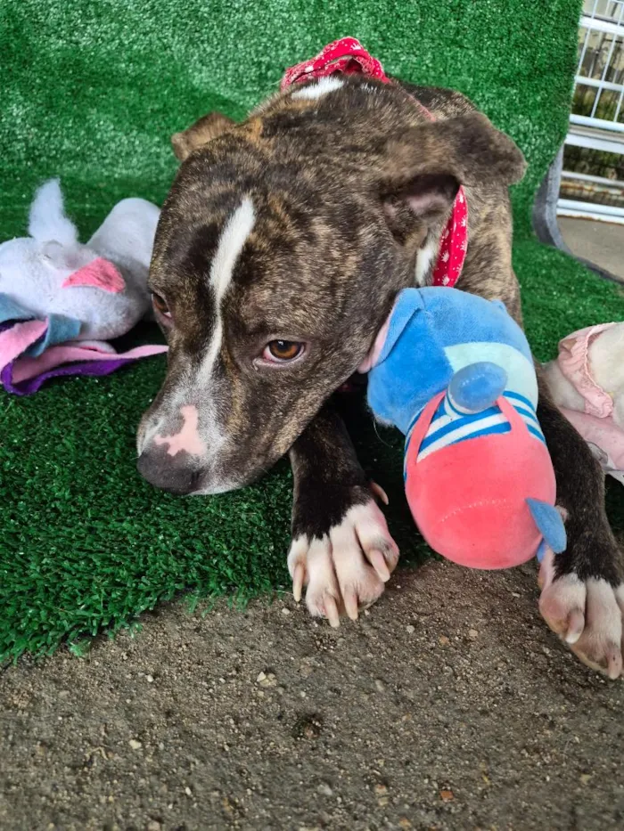 Cachorro raça Pit-Bull idade 2 anos nome Pandora