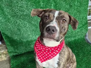 Cachorro raça Pit-Bull idade 2 anos nome Pandora