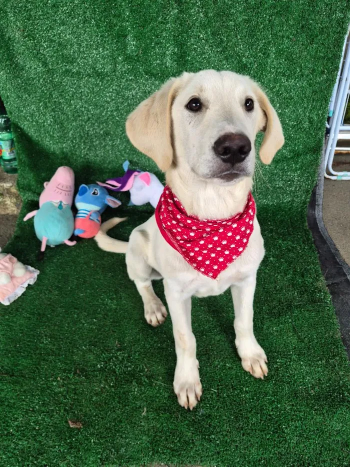 Cachorro raça SRD-ViraLata idade 7 a 11 meses nome Dior