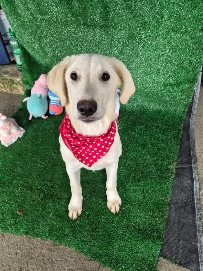 Cachorro raça SRD-ViraLata idade 7 a 11 meses nome Dior