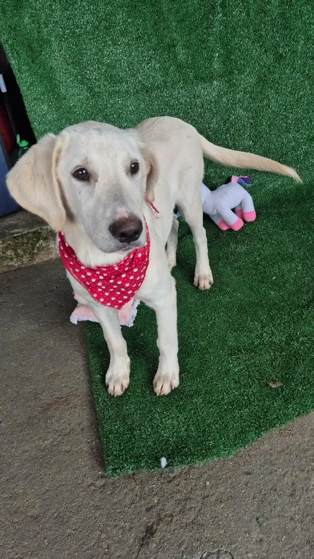 Cachorro raça SRD-ViraLata idade 7 a 11 meses nome Dior