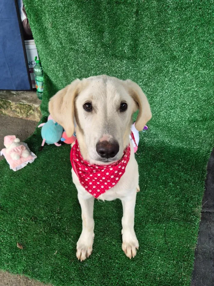 Cachorro raça SRD-ViraLata idade 7 a 11 meses nome Dior