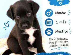 Cachorro raça SRD-ViraLata idade Abaixo de 2 meses nome pretinho 