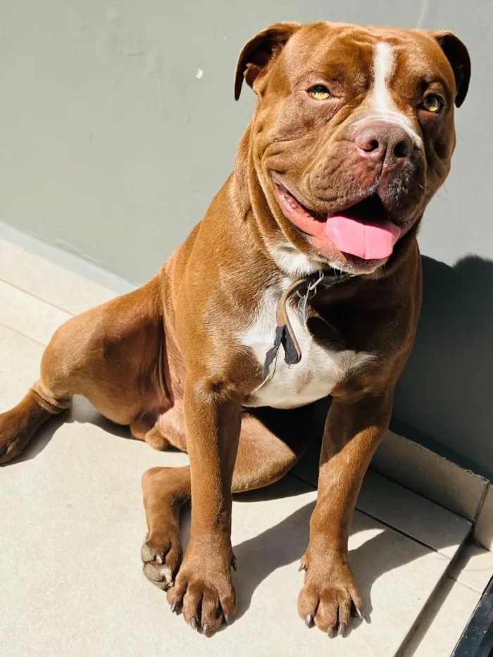 Cachorro raça Bulldog Campeiro  idade 1 ano nome Órion