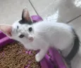 MEIGUINHO 