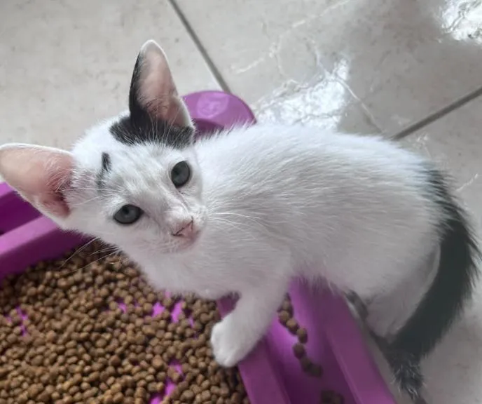 Gato raça SRD-ViraLata idade 2 a 6 meses nome MEIGUINHO 