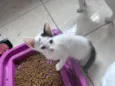 MEIGUINHO 