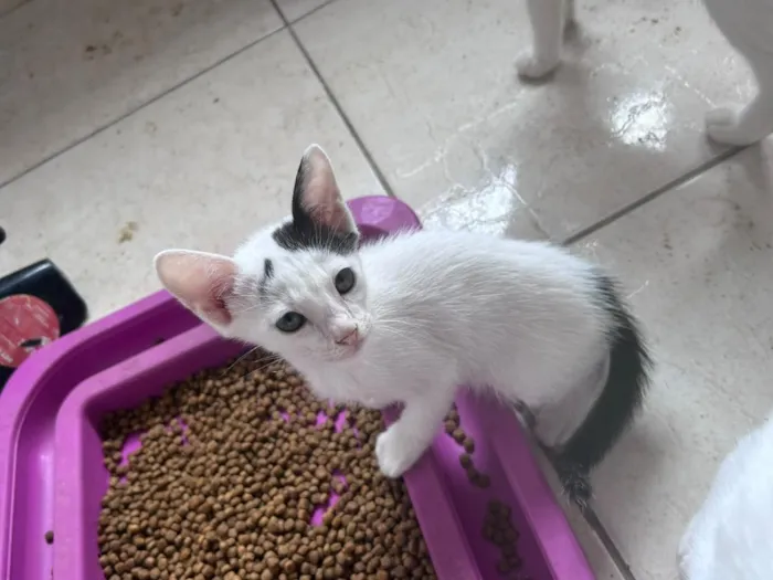 Gato raça SRD-ViraLata idade 2 a 6 meses nome MEIGUINHO 