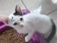 MEIGUINHO 