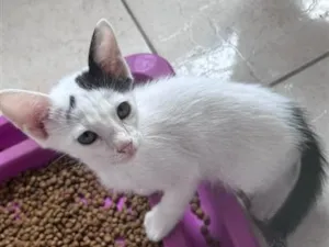 Gato raça SRD-ViraLata idade 2 a 6 meses nome MEIGUINHO 