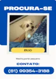 Bob
