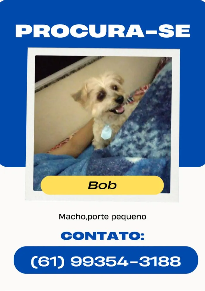 Cachorro raça SRD-ViraLata idade 6 ou mais anos nome Bob