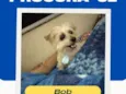 Bob