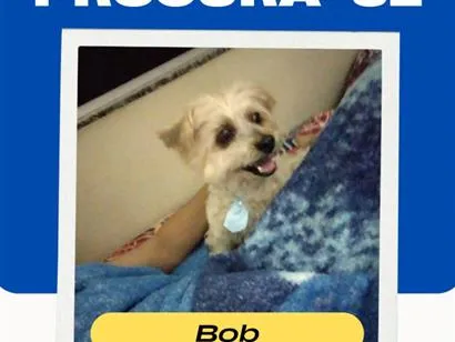 Cachorro raça SRD-ViraLata idade 6 ou mais anos nome Bob