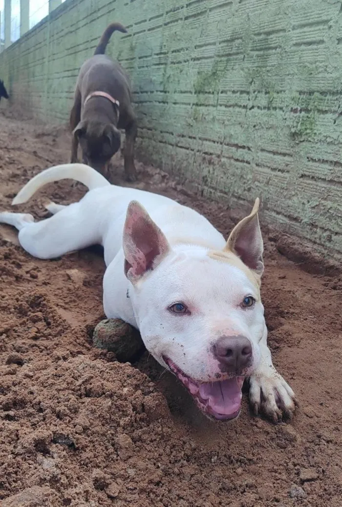 Cachorro raça SRD-ViraLata idade 3 anos nome Tapioca