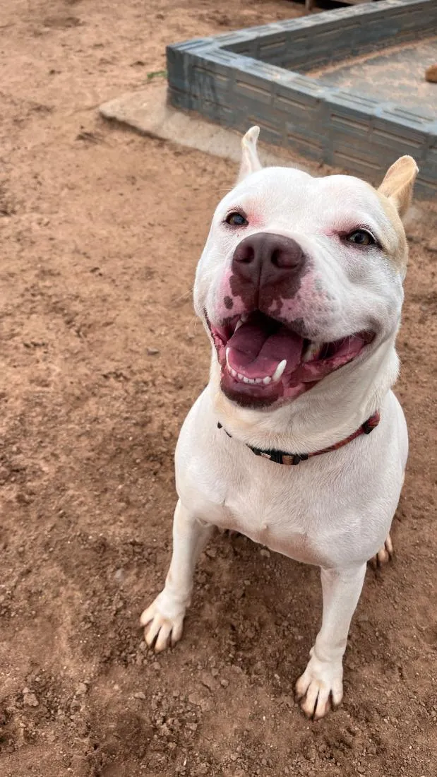 Cachorro raça SRD-ViraLata idade 3 anos nome Tapioca