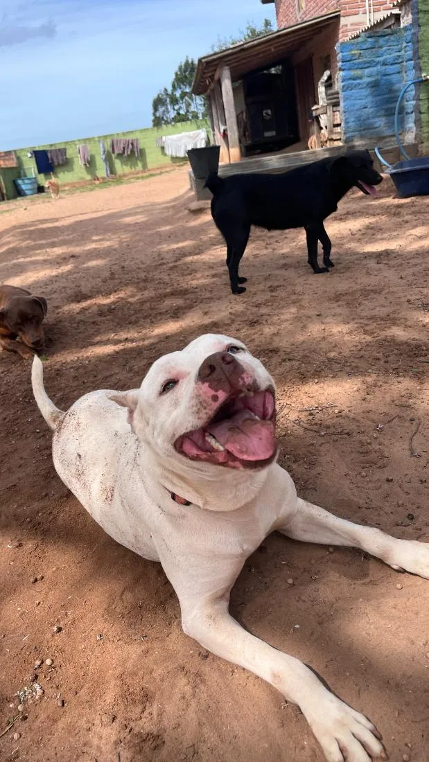 Cachorro raça SRD-ViraLata idade 3 anos nome Tapioca