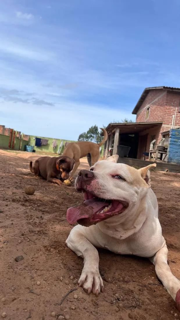 Cachorro raça SRD-ViraLata idade 3 anos nome Tapioca