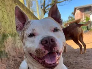 Cachorro raça SRD-ViraLata idade 3 anos nome Tapioca