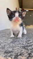 Peludinho